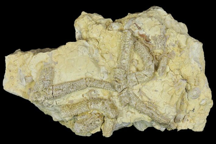 Rare, Ordovician Starfish (Urasterella) Fossils - Oklahoma #145040